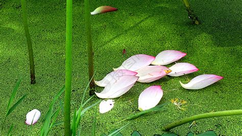 形容自己像浮萍的句子