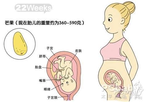 怀孕1一10个月发育过程