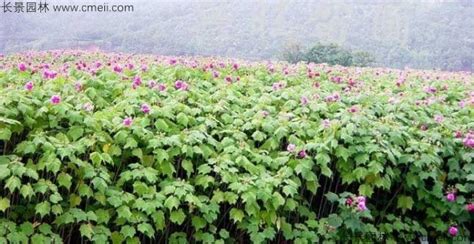 芙蓉花种子价格怎么样