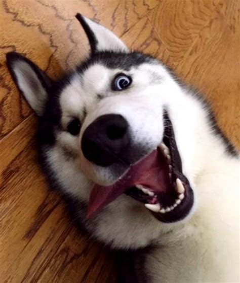 活泼的小狗-小动物作文300字[汇总7篇]