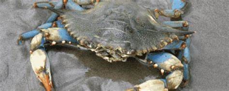 最大的海洋生物是什么