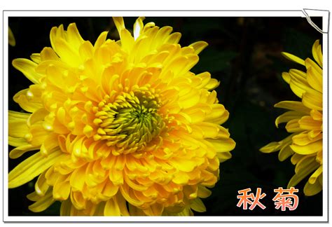 菊花_关于秋天作文350字(通用5则)