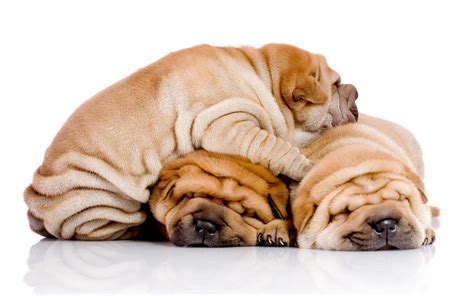 什么是沙皮犬,宠物沙皮犬的习性特征与喂养等介绍