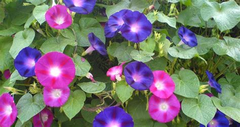 美丽的牵牛花-童话作文550字【通用6则】