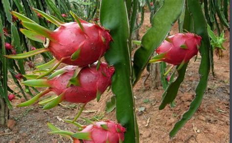 我最喜欢的火龙果-状物作文400字(推荐4则)