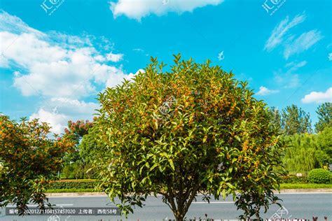 什么是桂花树?