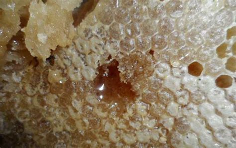 蜂巢蜜的真假应该如何辨别呢？