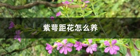 有大侠知道萼距花是几年生吗