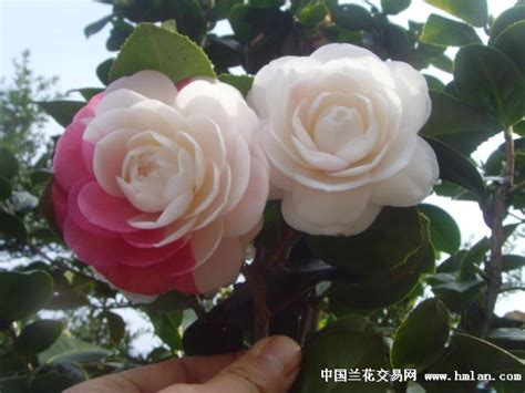 欣赏茶花发朋友圈