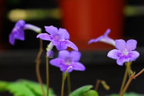 仙客来发芽了怎么养