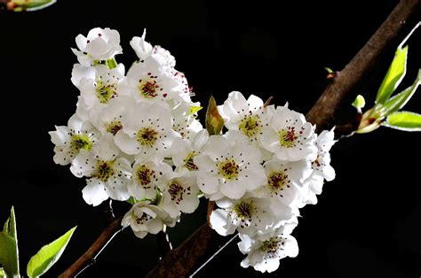 梨花、樱花、桃花、梅花都长得差不多,如何区分?有图片吗?