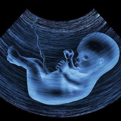 胎儿各个时期的样子