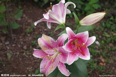 怎么樣才能種出香水百合花?