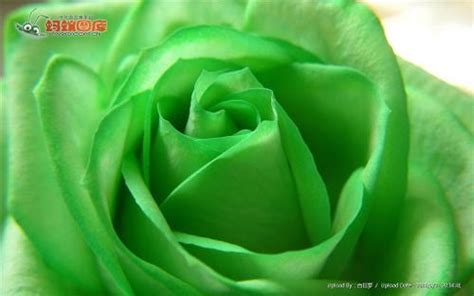 绿色玫瑰的具体介绍