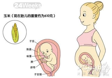 孕76天胎儿发育