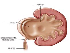 胎儿双肾盂分离正常范围