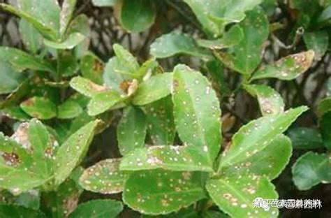 园林绿化初植的大叶黄杨,很容易发生病害,一般是什么病?