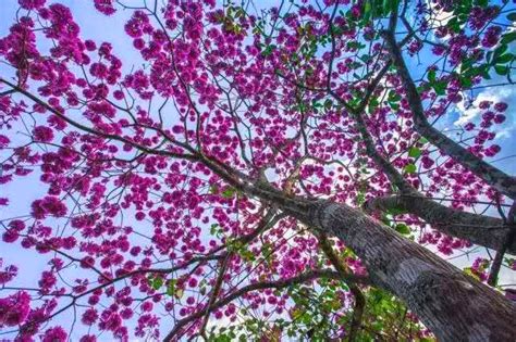 紫风铃花属于什么植物