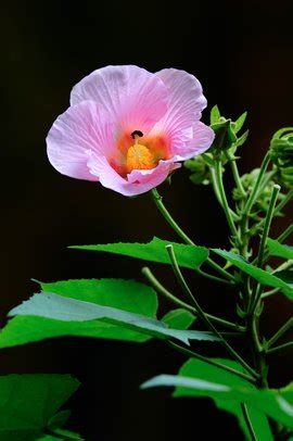 观察芙蓉花-写物作文400字[共计5则]