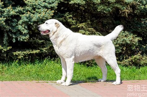 什么是加泰罗尼亚牧羊犬,宠物加泰罗尼亚牧羊犬的习性特征与喂养等介绍