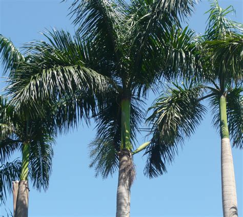大王椰子树的介绍