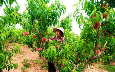 关于桃子的优美语录