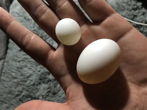 鸽子蛋几天能见血丝