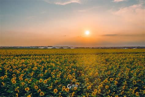 看向日葵花海文案