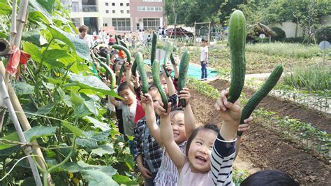 什么季节可以摘黄瓜