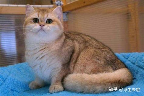 谁能告诉我猫咪银渐层是怎么回事?