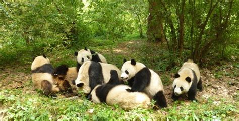 熊猫基地门票现在多少钱