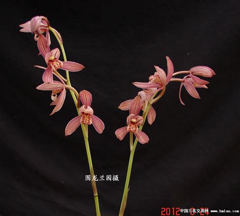 什么兰花开的是红花?