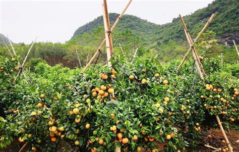 葡萄柚树管理技术