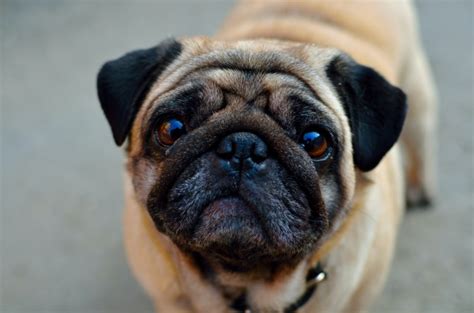 什么是八哥犬,宠物八哥犬的习性特征与喂养等介绍