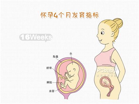 怀孕7个月胎儿发育标准