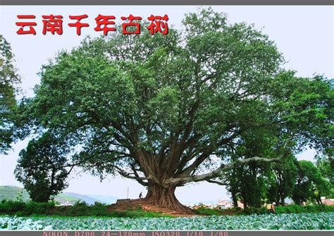 赞美百年古树的句子