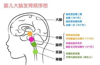 胎儿25周脑部发育标准数值