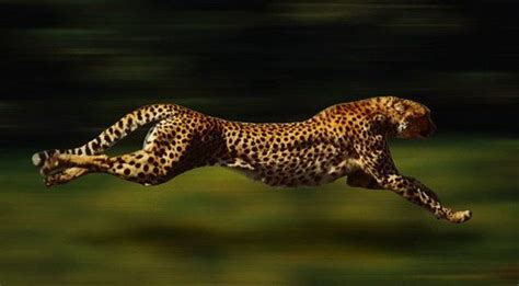 豹的速度是多少?