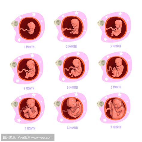 1-12个月婴儿发育图