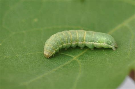 甜菜夜蛾和菜青虫有什么区别