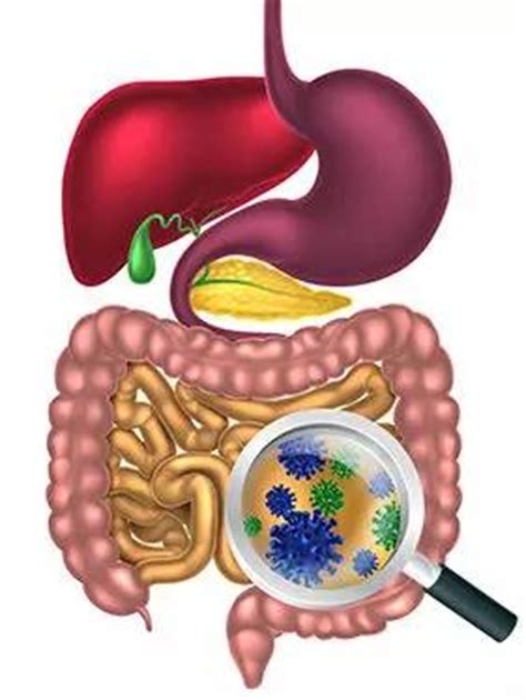 脾胃和肠道之间的关系