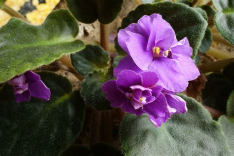 紫罗兰花语是什么？