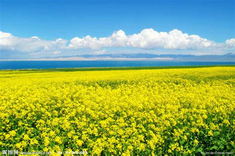 油菜花_写景作文300字（精选9则）