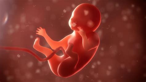 27周胎儿应该怎样
