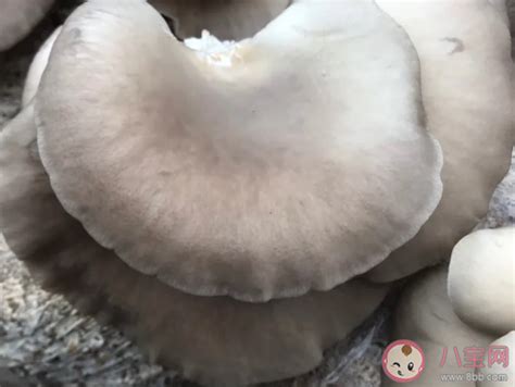 腌咸菜長白醭怎么辦？