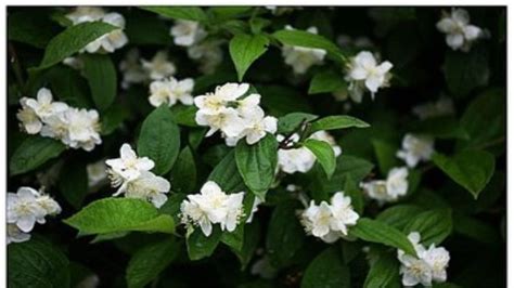 山梅花和太平花怎样区别?