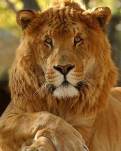 与狮虎近距离接触_记事作文500字[精选4篇]