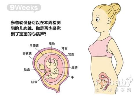 怀孕各个周图片