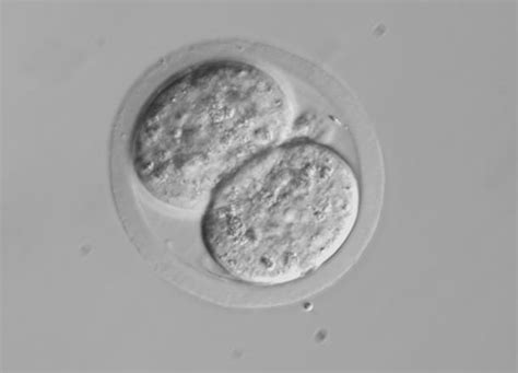 胚胎冷冻后还能移植两个吗