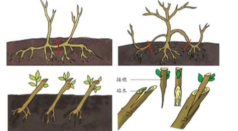 植物是怎样生殖的